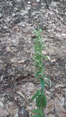 Epipactis leptochila