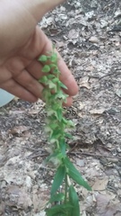 Epipactis leptochila