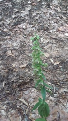 Epipactis leptochila