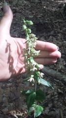 Epipactis leptochila