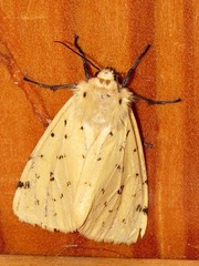 Eyralpenus testaceus