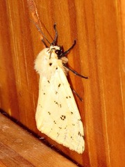 Eyralpenus testaceus