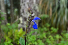 Salvia vitifolia