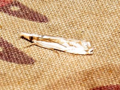 Crambus attis