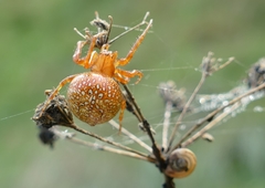 Araneus alsine