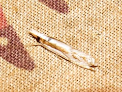 Crambus attis