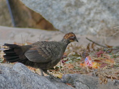 Galloperdix lunulata