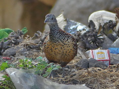 Galloperdix lunulata