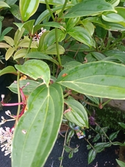Medinilla speciosa