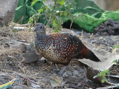 Galloperdix lunulata