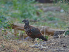 Galloperdix lunulata