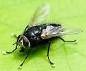 Tachinomyia