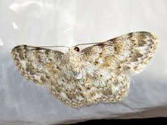 Scopula nigrinotata