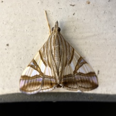 Agrioglypta zelimalis