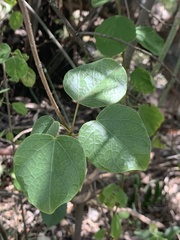 Tinospora tenera