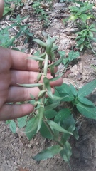 Epipactis krymmontana