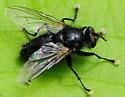 Tachinomyia