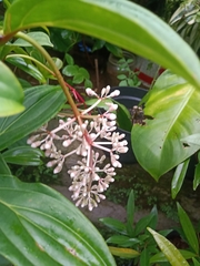 Medinilla speciosa