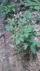 Epipactis krymmontana