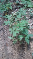 Epipactis krymmontana