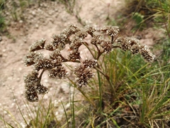 Goniolimon speciosum