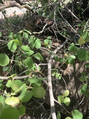 Cordia monoica