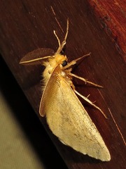 Crorema setinoides