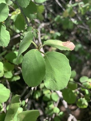 Cordia monoica