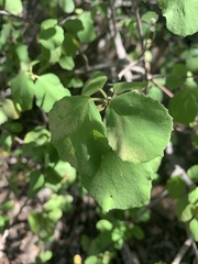 Cordia monoica