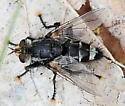 Tachinomyia