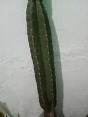 Cactaceae