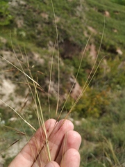 Stipa capillata