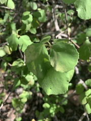 Cordia monoica