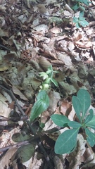 Epipactis persica