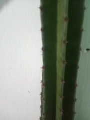 Cactaceae