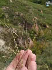 Stipa capillata