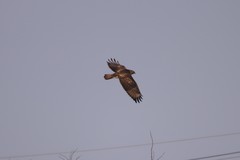 Buteo japonicus