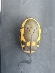 Pachnodella impressa