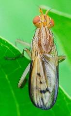 Tetanocera melanostigma