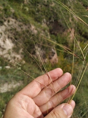 Stipa capillata