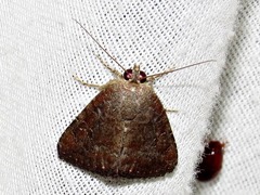 Amyna axis
