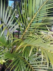 Dypsis lutescens