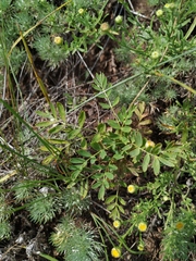 Sibbaldianthe orientalis