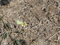 Eurema brigitta rubella