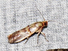 Hypargyria metalliferella