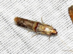 Hypargyria metalliferella