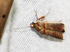 Hypargyria metalliferella