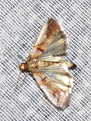 Hypargyria metalliferella