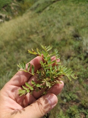 Sibbaldianthe orientalis