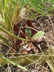 Goniolimon speciosum